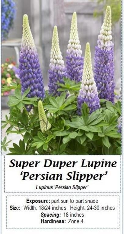 Super Duper Lupine Blue Persian Slipper