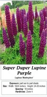 Super Duper Lupine Purple Masterpiece