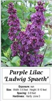 Lilac Purple Fragrant