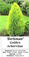 Arborvitae Gold Berkman