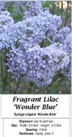 Lilac Wonder Blue Fragrant