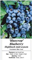 Blueberry Bluecrop