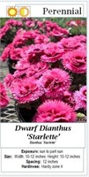 Dianthus Purple Starlette Dwarf