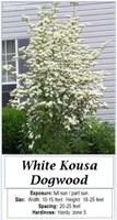 Dogwood Tree white Kousa