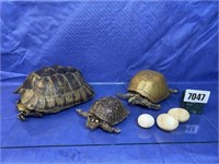 Turtle Cadavers & Eggs,