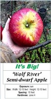 Apple Tree Wolf River