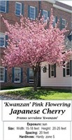 Pink Japanese Cherry Tree Kwanzan