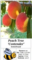 Peach Tree Contender Freestone