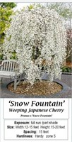Weeping White Japanese Cherry Snow Fountain