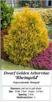 Dwarf Gold Globe Arborvitae