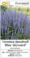 Veronica Blue Skyward Speedwell
