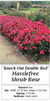 Rose Red Double Knockout
