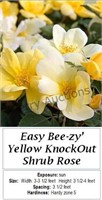 Rose Yellow Knockout Easy Bee-zy