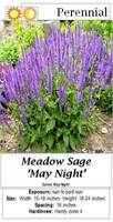 Salvia Sage Blue May Night