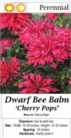 Bee Balm Red Cherry Pops Dwarf