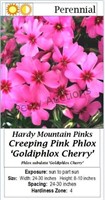 Creeping Philox Purple Mountian Pinks