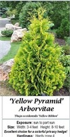 Yellow Pyramid Arborvitae
