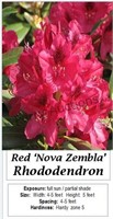 Rhododendron Red Nova