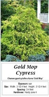 Gold Mop Cypress
