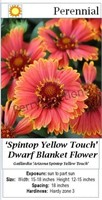 Blanket Flower Red Touched Yellow Dwarf