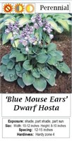 Hosta Dwarf Blue Mouse Ears