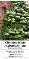Hydrangea Vine White Climbing Japanese