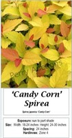 Spirea Candy Corn