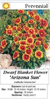 Blanket Flower Yellow Bicolor warf