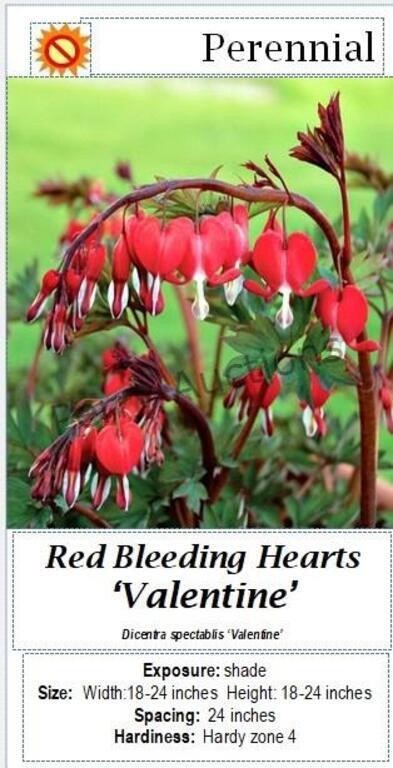 Bleeding Hearts Red Valentine