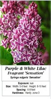 Lilac Purple Bi-Color Fragrant