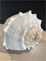 Lightening Whelk Sea Shell 12” L x 5” H