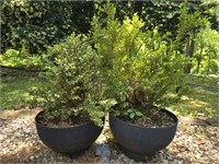 Pair of hard plastic planter with plants