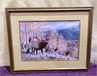 Framed Elk Picture