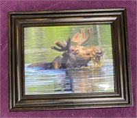 Framed Moose Photograph