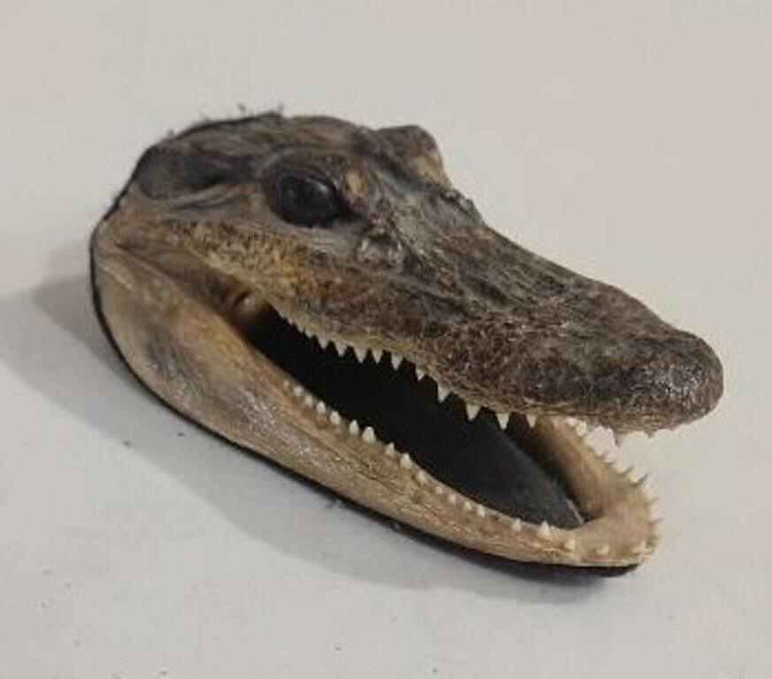 Alligator Head  Genuine Taxidermy Gator 5"