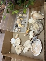 Flat of sea shells