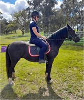 (NSW) DARSHA - WELSH COB SECTION D MARE