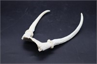 Small Set of Antlers