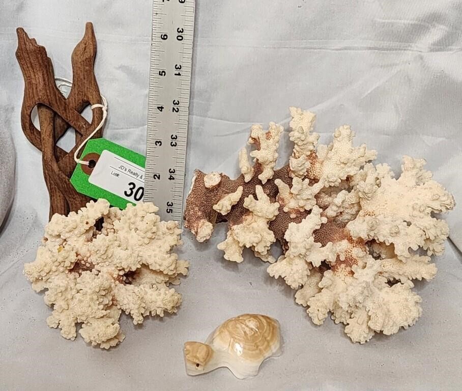 lot of coral, turtle and other