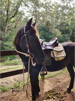 (NSW) PEPSI - STOCK HORSE GELDING