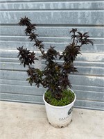 Black Elderberry Plant