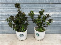 2 - Black Elderberry Plants