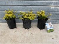 3 - Box Honeysuckle Plants