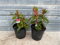2 - Taurus Rhododendron Plants