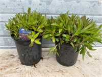 2 - Sweet William Plants