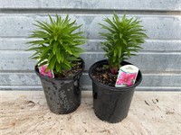2 - Asiatic Dwarf Lily Plants