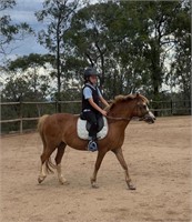 (NSW) FORTY - WELSH MARE