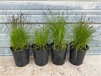 4 - Decorative Grass Plants