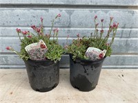 2 - Pink Pussy Toe Plants