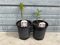 2 - Casa Blanca Asian Lily Plants